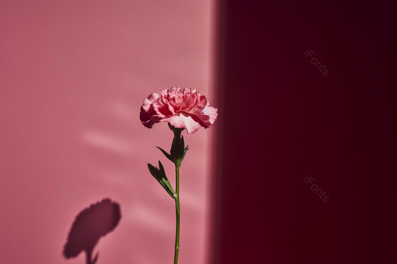 妇女节自然植物花卉康乃馨流行色背景,高清,摄影图,摄影图片,图片大全,摄影图免费下载
